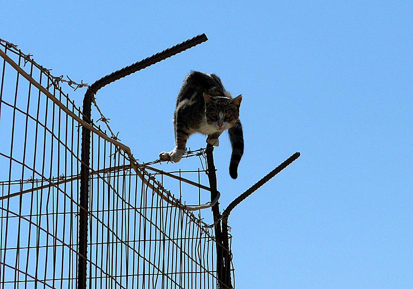 Born to be wild with Steppenwolf and a wild cat in the small village of Messaria on Schinoussa in Greece.