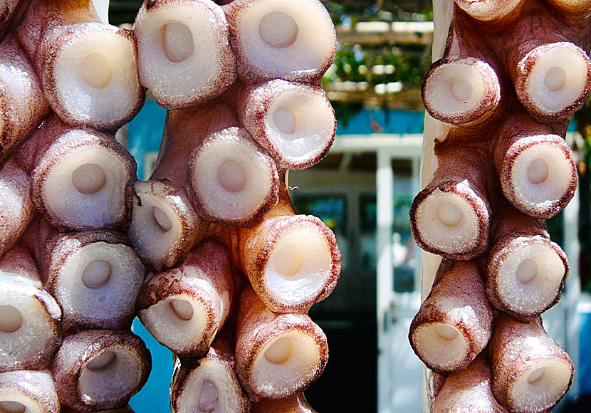 Octopus's Garden with The Beatles looking at a Octopus at Psili Amos 1 beach in Samos.