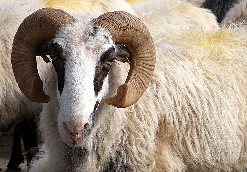 You can call me Al with Paul Simon and a sheep ram in Chora Sfakion in Crete.