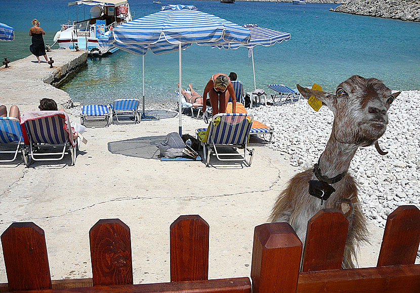 A pair of brown eyes with The Pogues at the goat beach Marathounda on Symi in Greece.