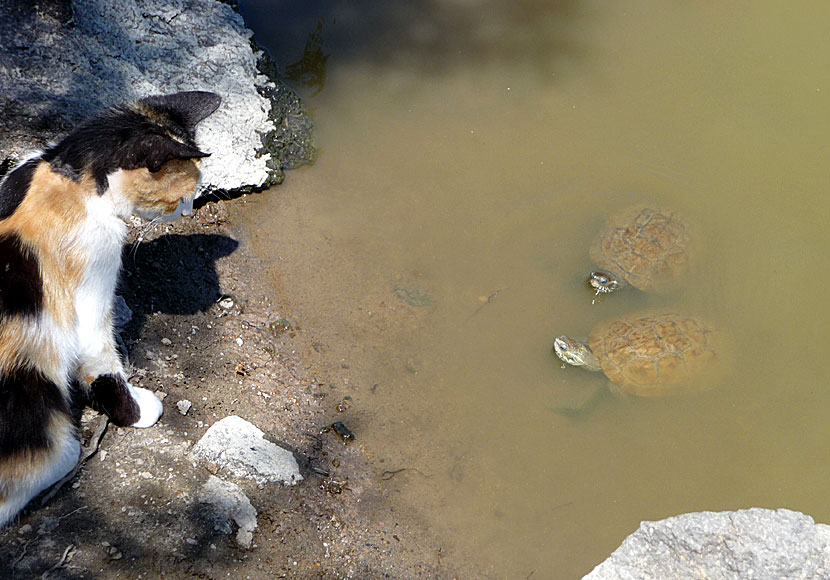 Pleased to meet you with James in a lake outside Molyvos in Lesvos.