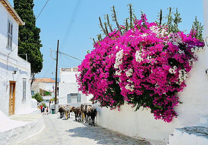 One of many very beautiful and pedestrian streets in Hydra.