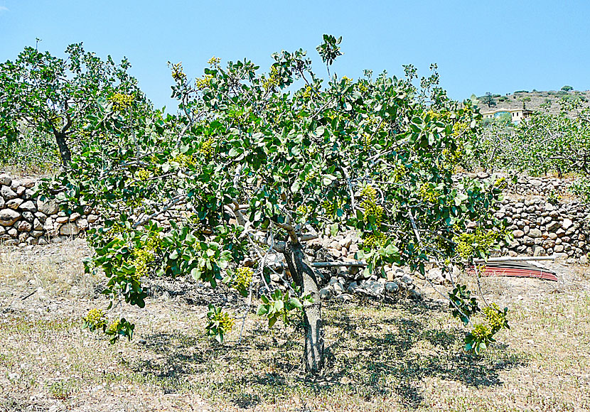 Pistachio trees grow in many places on Aegina. From afar they look like olive trees.